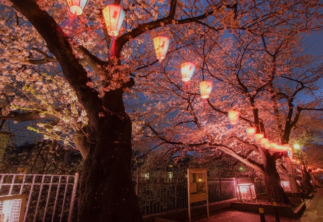 Nighttime Illuminations: Yozakura