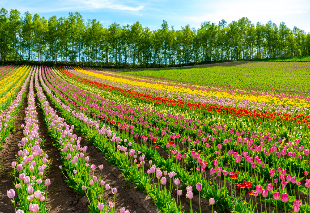 Colorful tulip fields in full bloom during spring at Shikisai-no-Oka in Hokkaido, Japan.