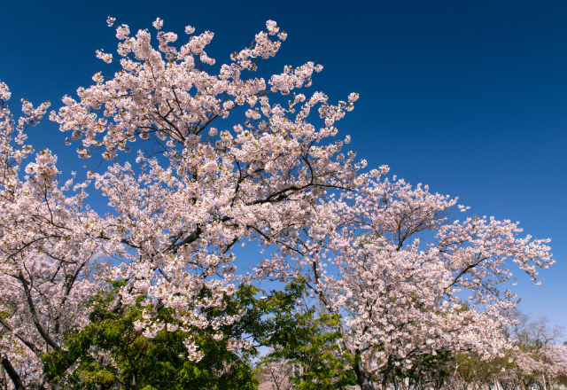 Cherry blossom trees in full bloom under a clear blue sky at Maruyama Park in Hokkaido, Japan.