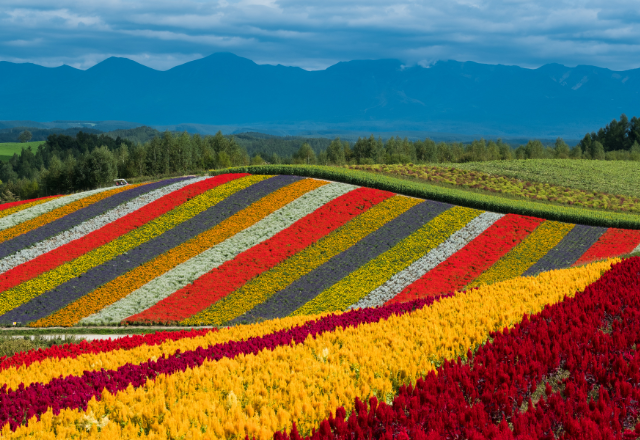 Vibrant summer flower fields at Shikisai-no-Mori in Hokkaido, Japan.