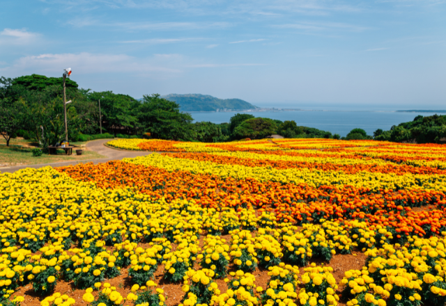Colorful flower fields overlooking the sea at Nokonoshima Island Park in Fukuoka.
