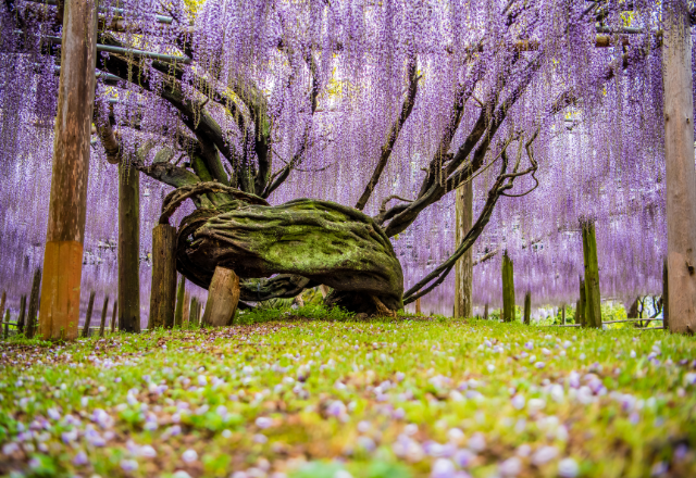 Breathtaking view of cascading wisteria flowers in full bloom at a Japanese garden.