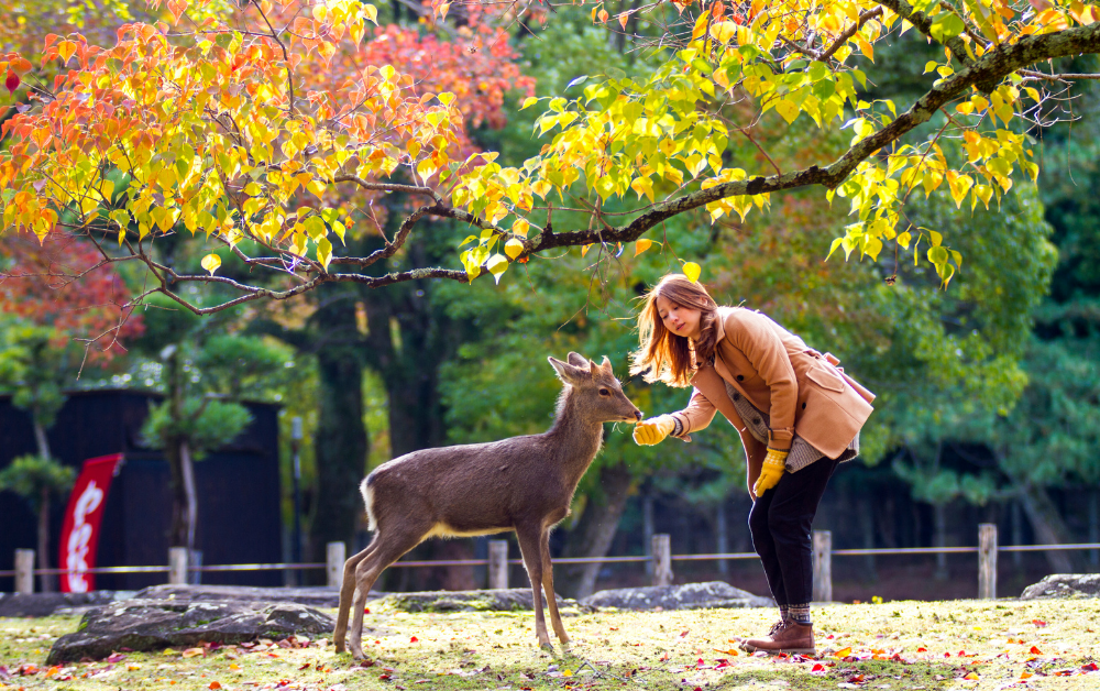 solo travel in Japan, Nara