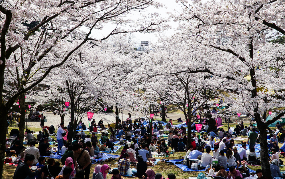 Hanami picnic, drinking age in Japan