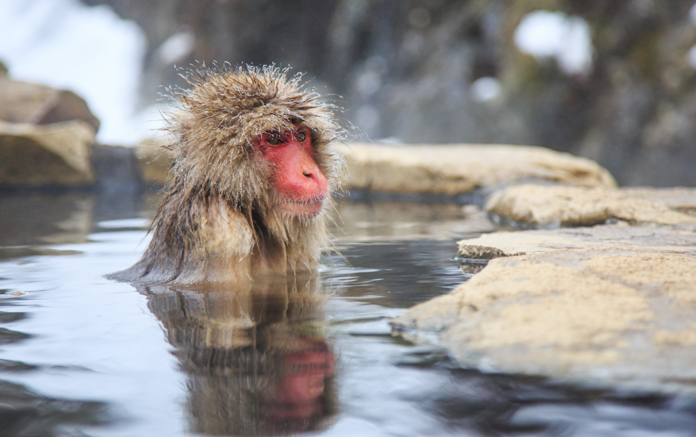 nagano monkey park