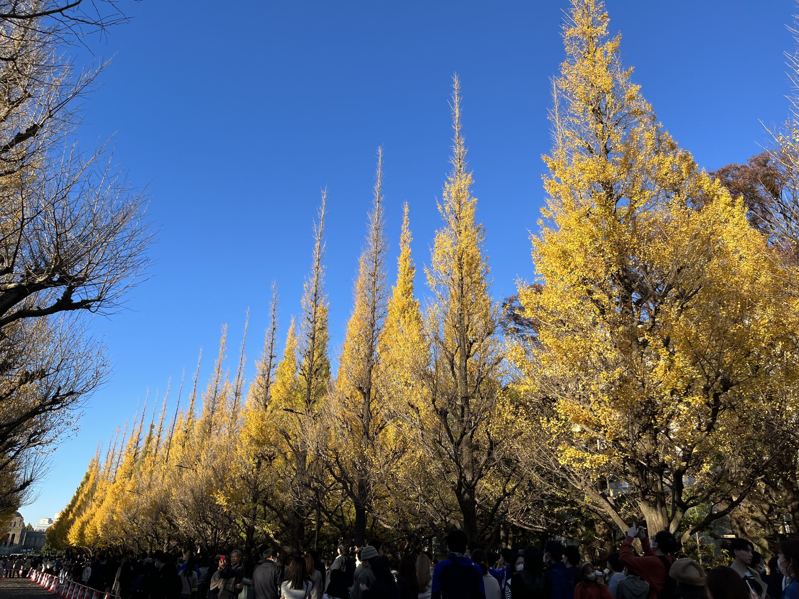 things to experience in japan momiji