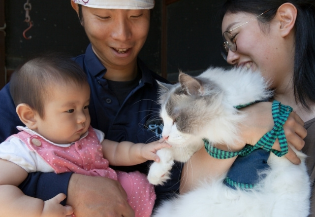 Pet Cat Japan