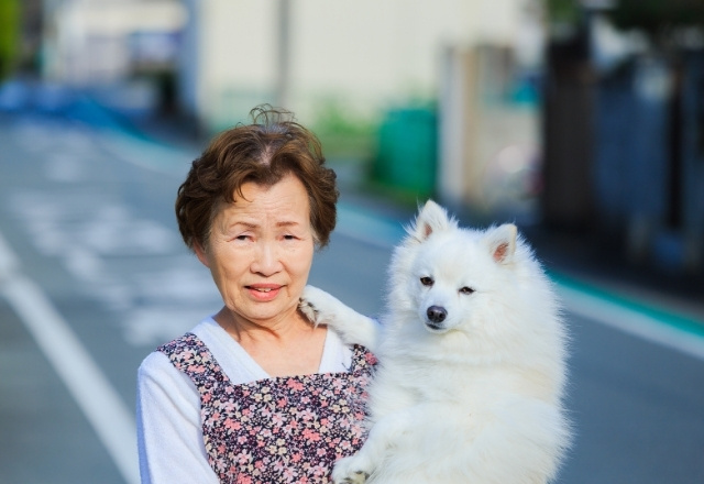 Pet Dog Japan