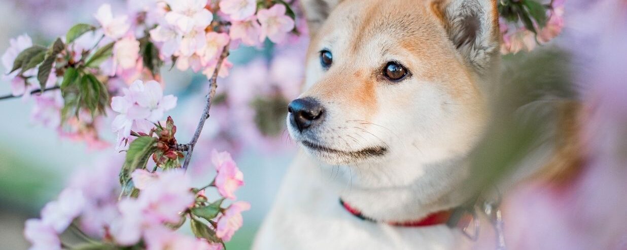 Guide to Bringing Pets to Japan