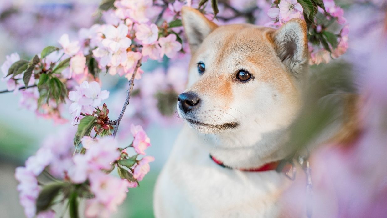 A Foreigner’s Guide to Bringing Pets to Japan