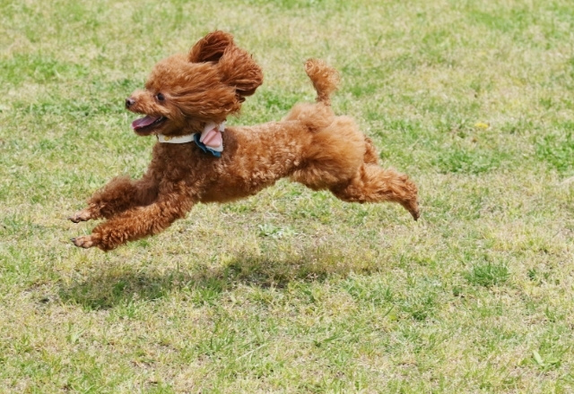 Pet Dog Japan