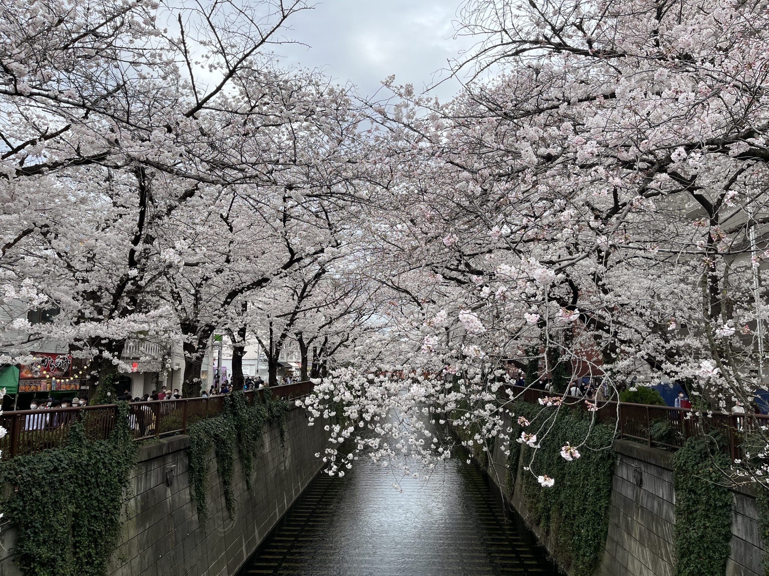 sakura hanami things to experience in japan