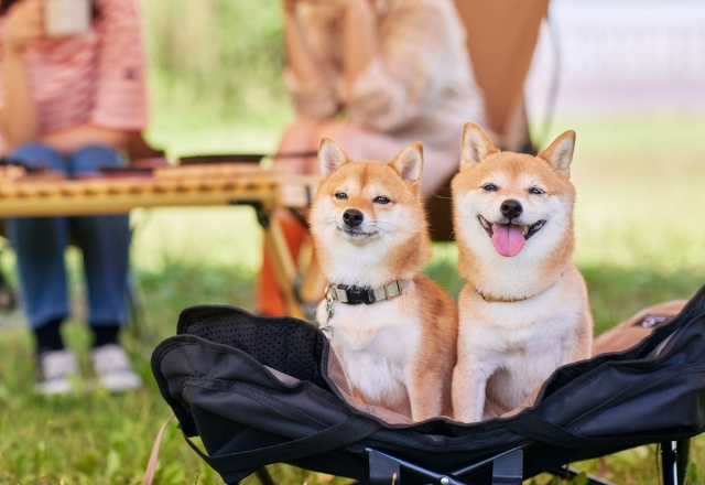 Shiba Inu