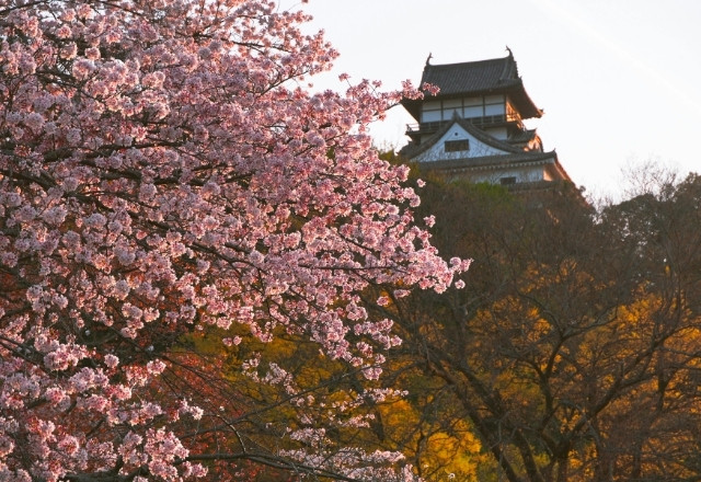 Hanami Forcast